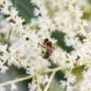 Meet your Posher, Liz